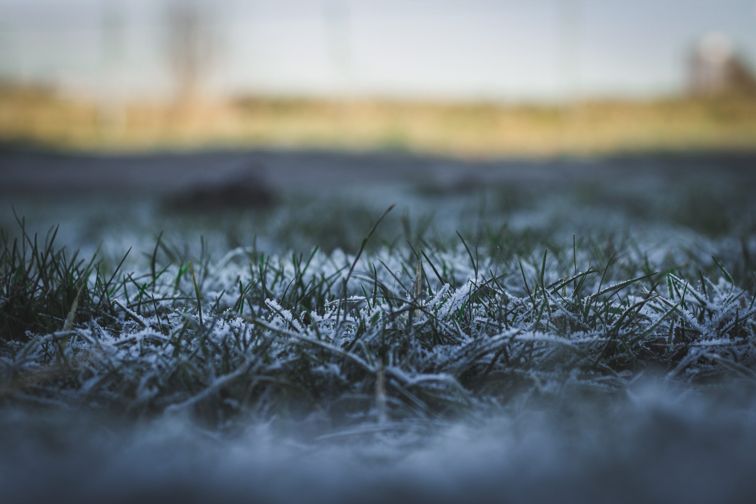 Frost Covered Grass